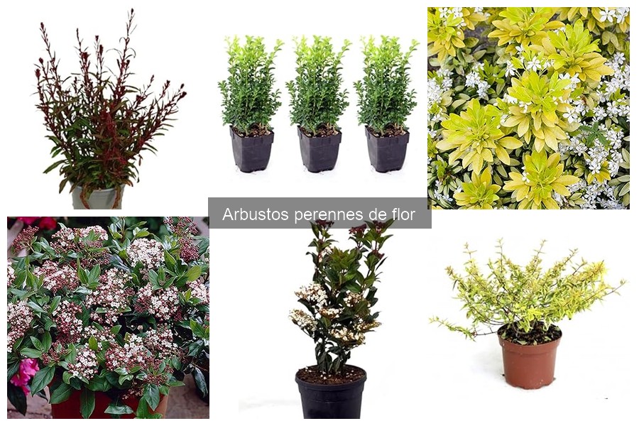 Alternativas a arbustos perennes de flor para jardines oscuros