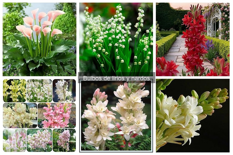 Alternativas a bulbos de lirios y nardos para tu jardín