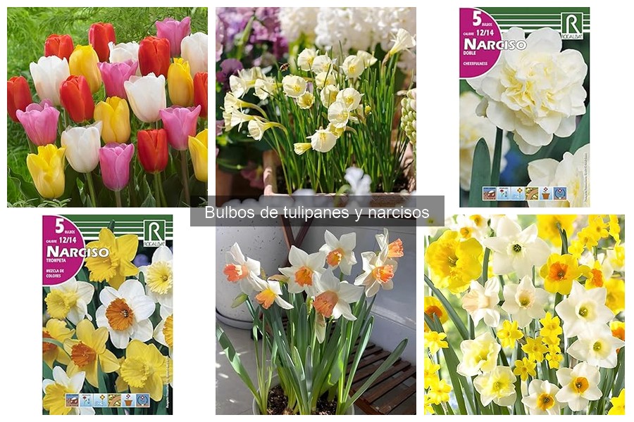 Alternativas a bulbos de tulipanes y narcisos para tu jardín