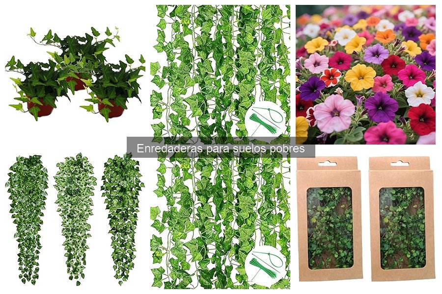 Alternativas a enredaderas para suelos pobres en jardines