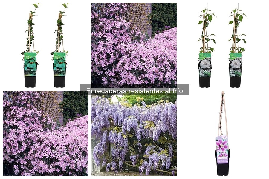 Alternativas a enredaderas resistentes al frío para climas fríos