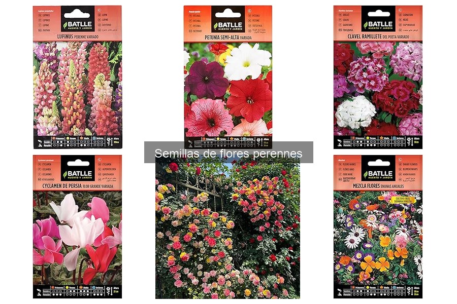 Alternativas a Flores Perennes para Jardines de Bajo Mantenimiento