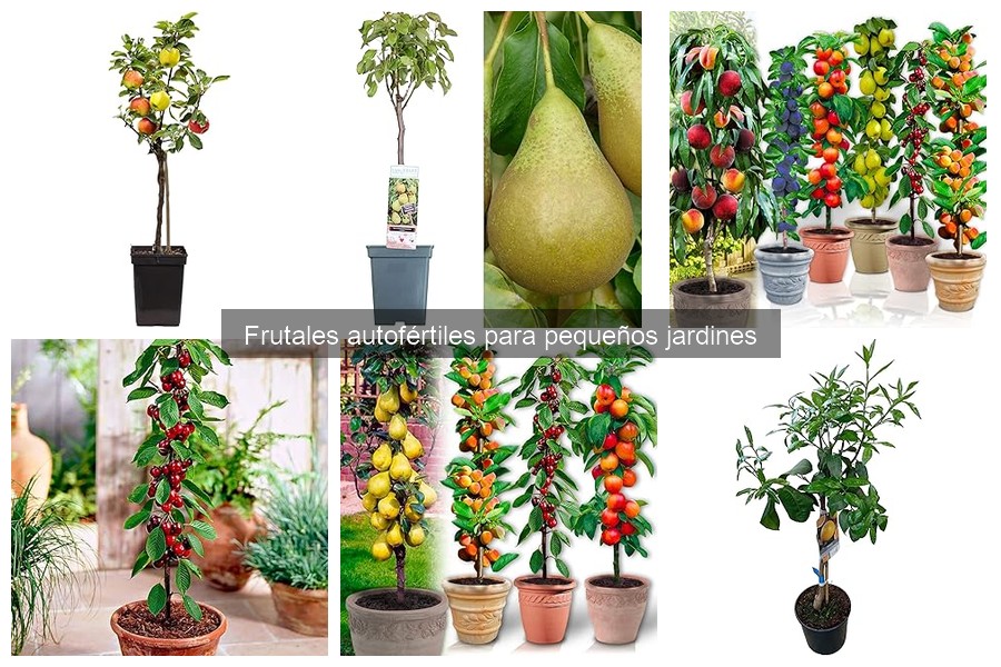 Alternativas a frutales autofértiles para jardines pequeños