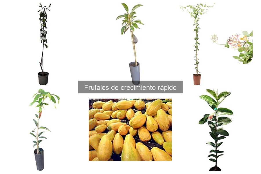Alternativas a frutales de crecimiento rápido para tu jardín