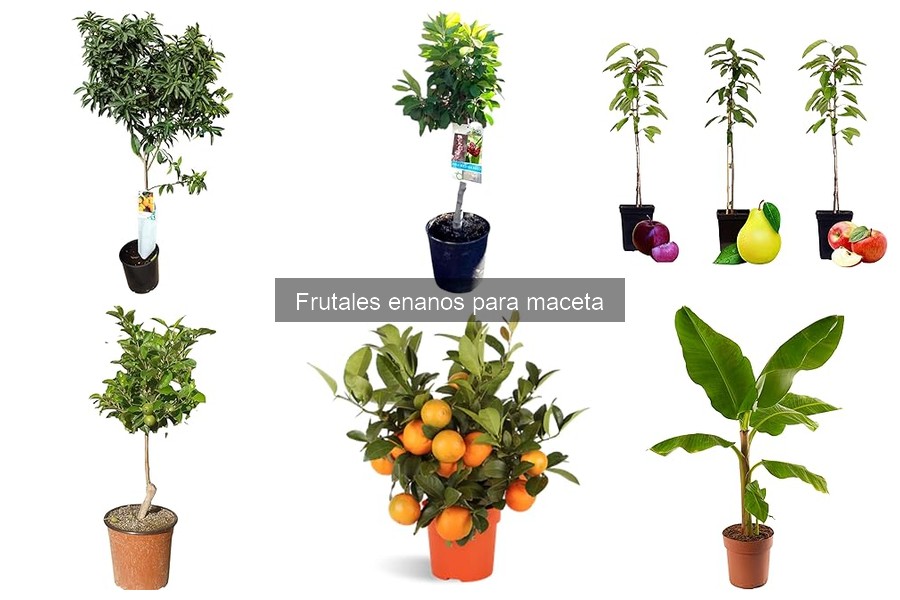 Alternativas a frutales enanos para cultivar en maceta