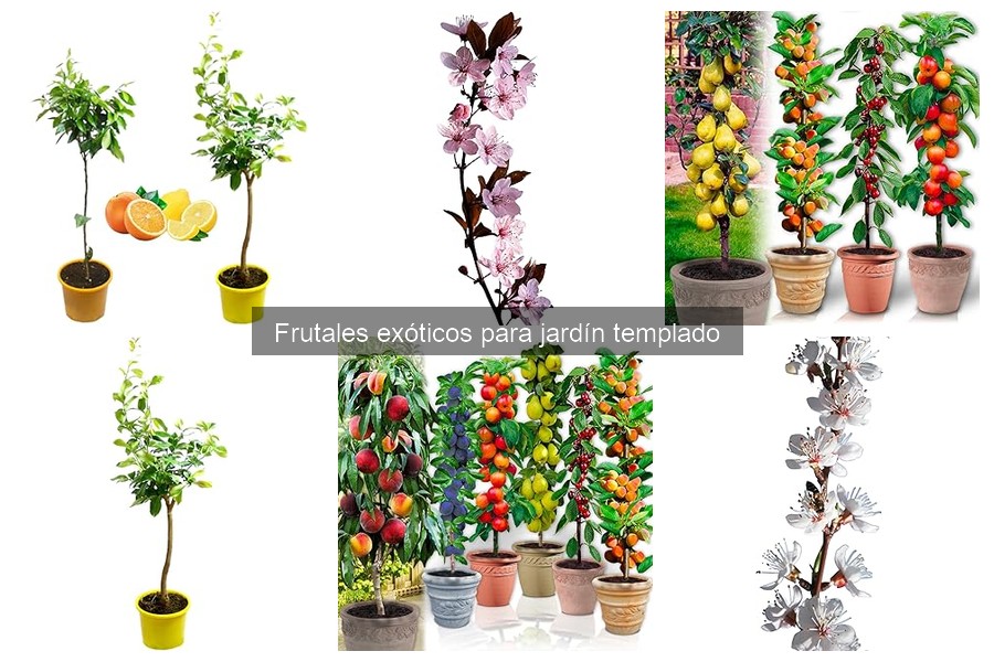 Alternativas a frutales exóticos para jardín templado