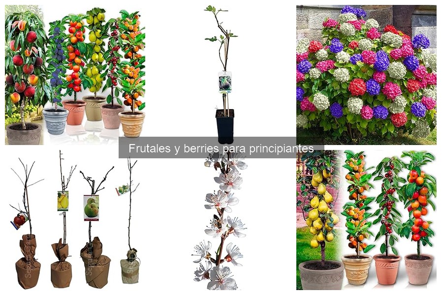 Alternativas a frutales para pequeños jardines: opciones ideales