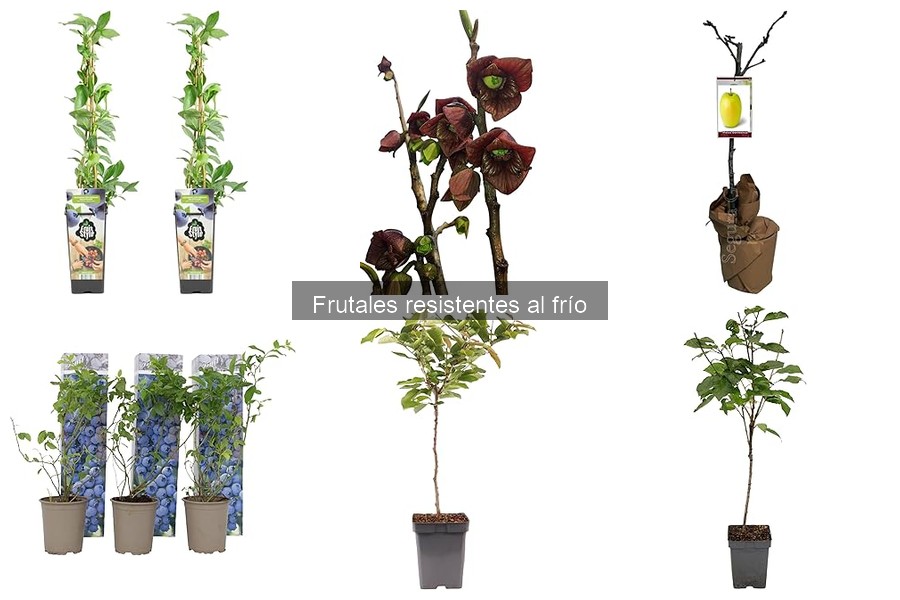 Alternativas a frutales resistentes al frío para climas templados