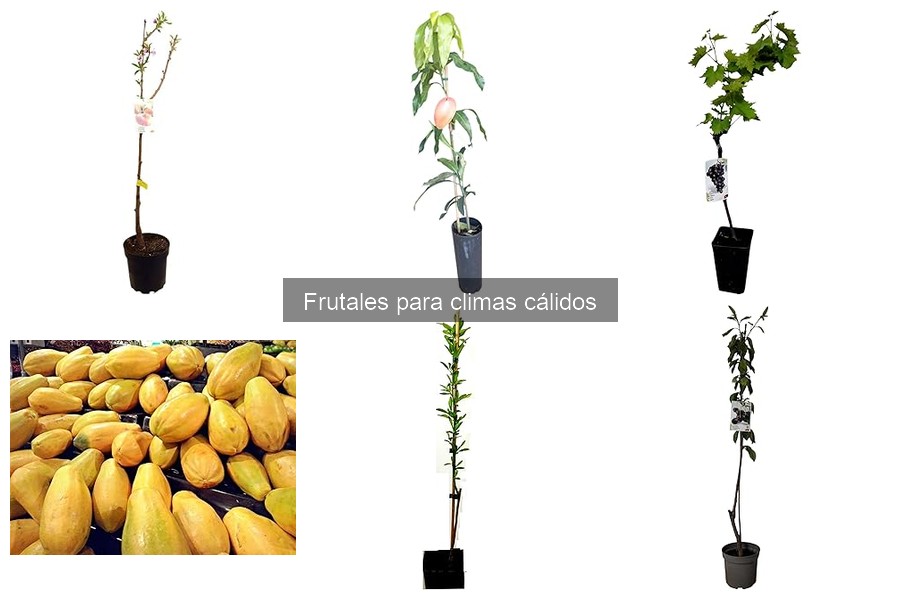 Alternativas a frutales tradicionales para climas cálidos