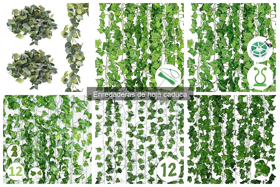 Alternativas a las enredaderas de hoja caduca para tu jardín