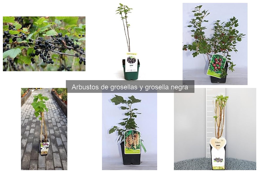 Alternativas a las Grosellas en el Jardín: Mejores Plantas Frutales
