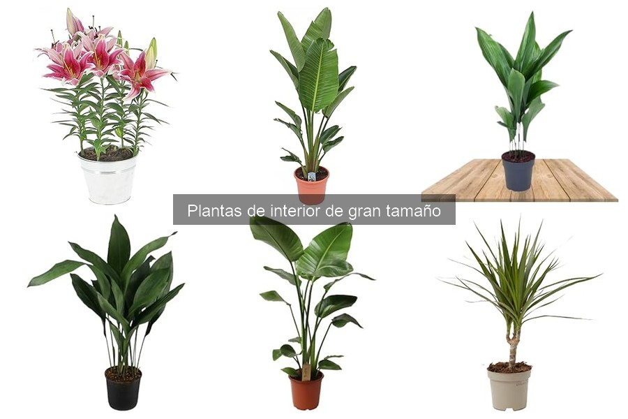 Alternativas a las Plantas de Interior Grandes para tu Hogar