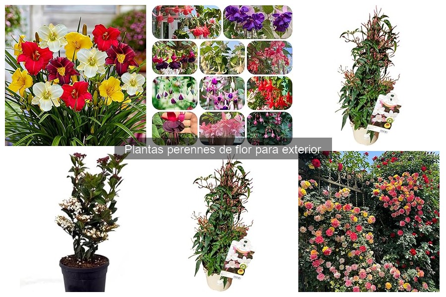Alternativas a las plantas perennes de flor para tu jardín