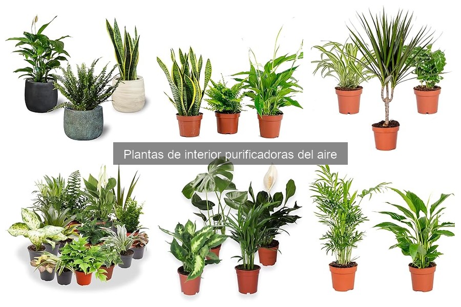 Alternativas a las plantas purificadoras del aire en casa