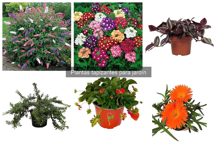 Alternativas a las plantas tapizantes para tu jardín