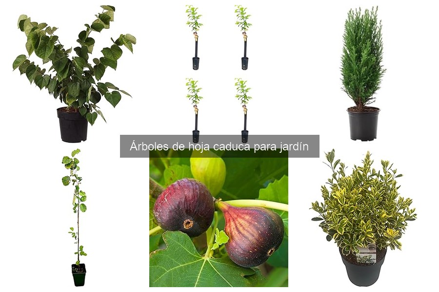 Alternativas a los árboles de hoja caduca para tu jardín