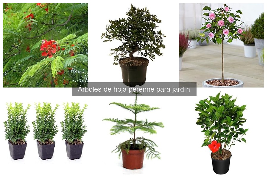 Alternativas a los Árboles de Hoja Perenne para Jardín