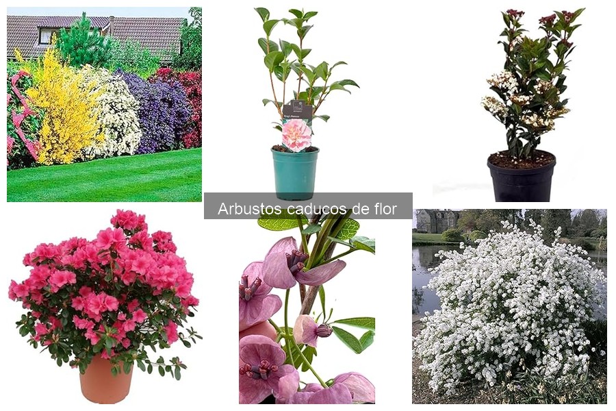 Alternativas a los Arbustos Caducos de Flor en Jardinería