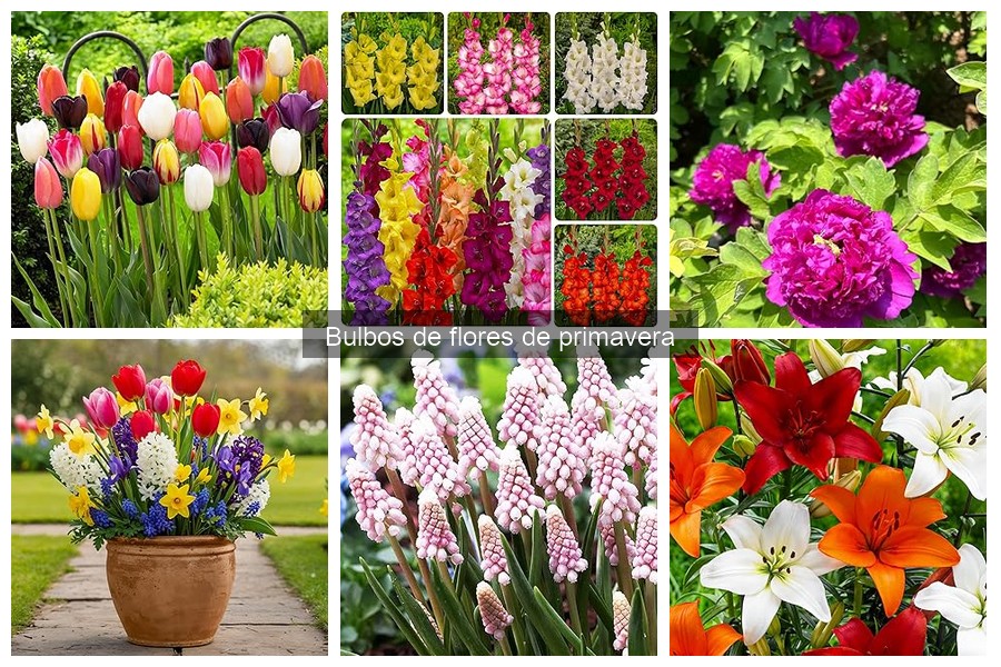 Alternativas a los Bulbos de Flores de Primavera para Tu Jardín