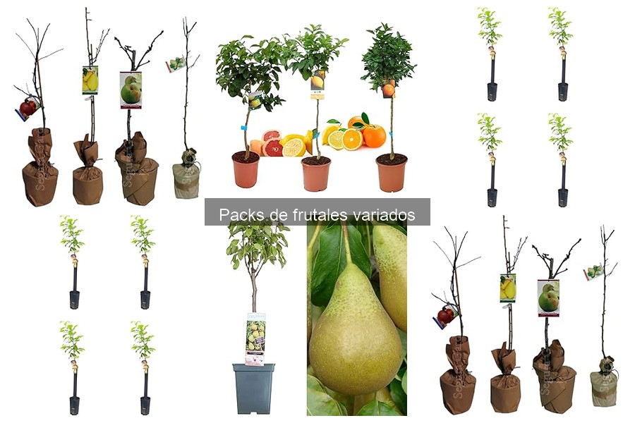 Alternativas a los packs de frutales variados para tu jardín