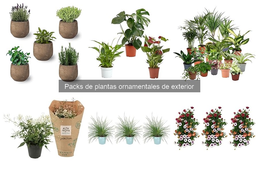 Alternativas a los Packs de Plantas Ornamentales para Tu Jardín
