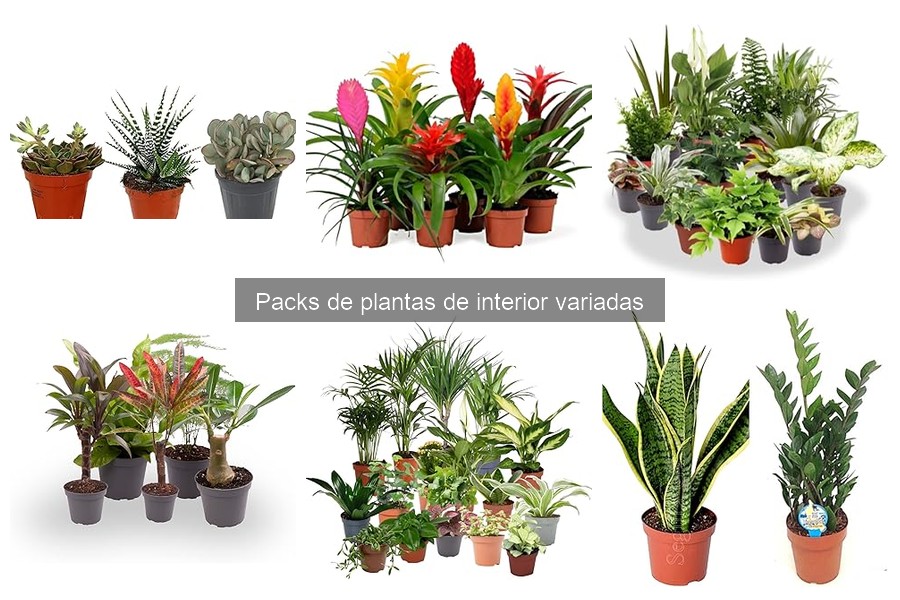 Alternativas a Packs de Plantas de Interior: ¡Descubre Otras Opciones!