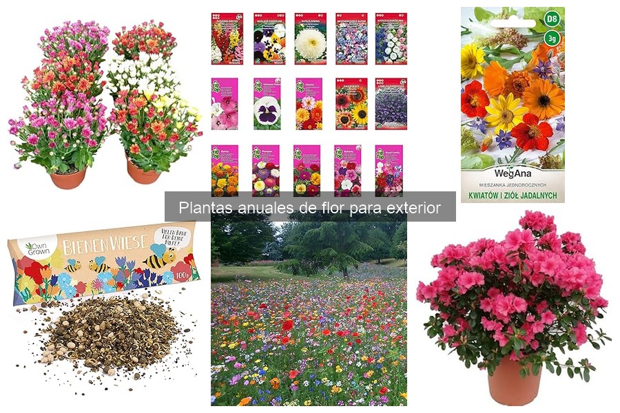 Alternativas a plantas anuales de flor para exterior