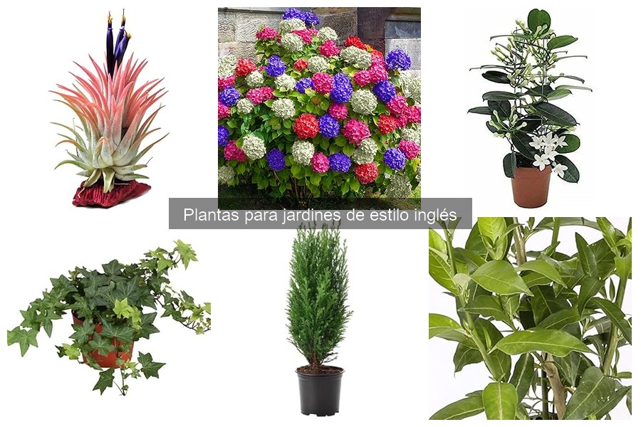 Alternativas a Plantas Clásicas para Jardines Ingleses