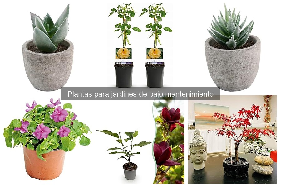 Alternativas a Plantas de Bajo Mantenimiento para Jardines Pequeños