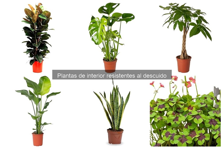 Alternativas a Plantas de Interior Comunes para Principiantes