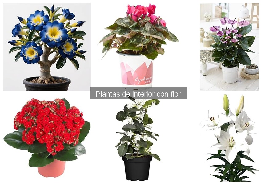 Alternativas a plantas de interior con flor para alérgicos