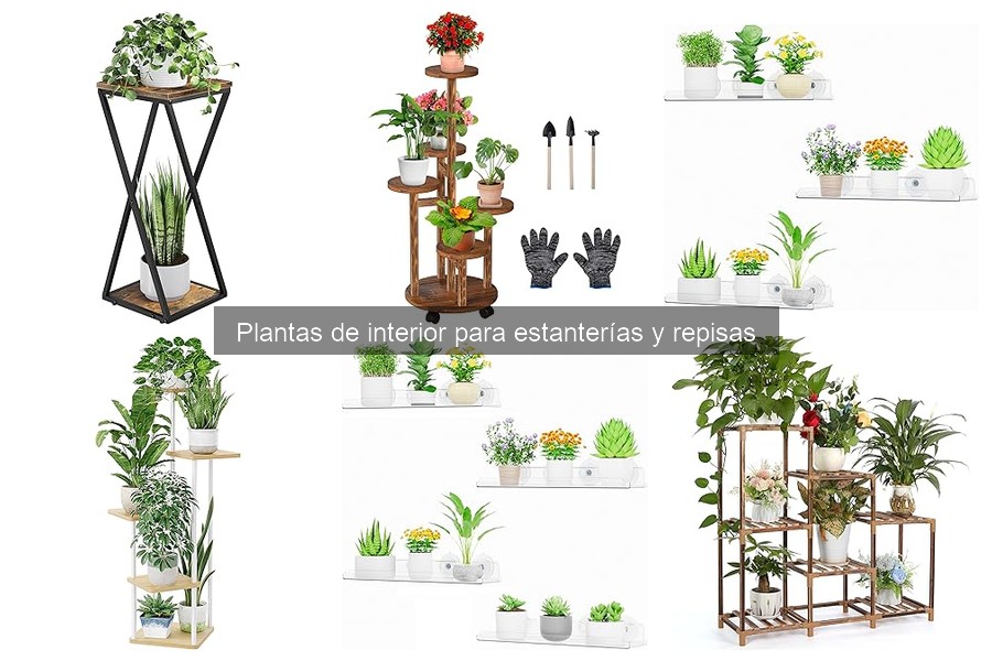 Alternativas a Plantas de Interior de Alto Mantenimiento