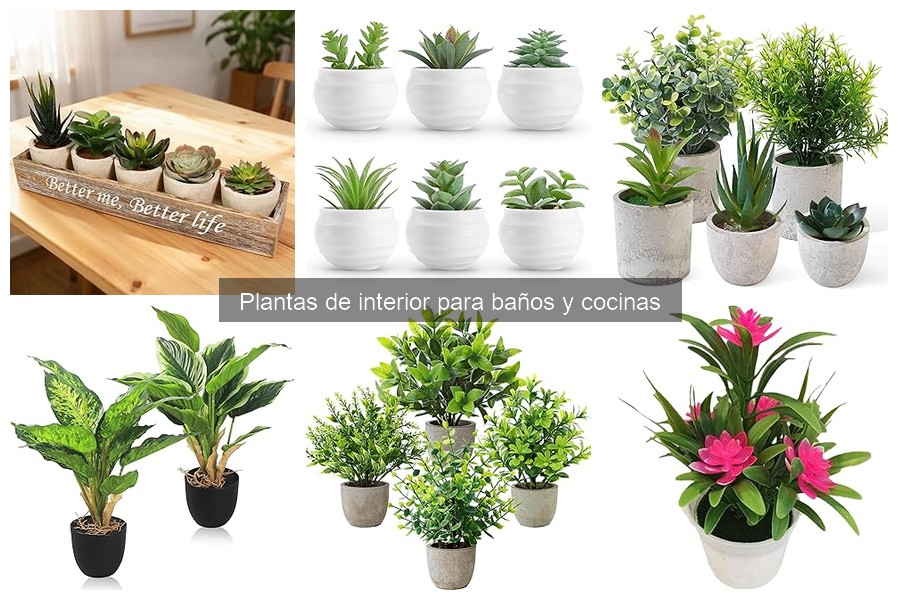 Alternativas a plantas de interior para baños sin luz