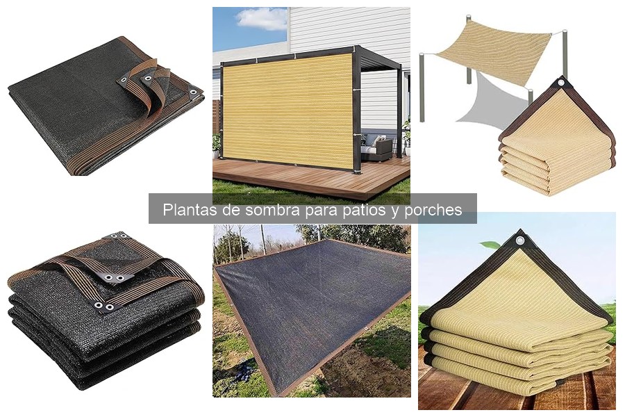 Alternativas a plantas de sombra para patios y porches