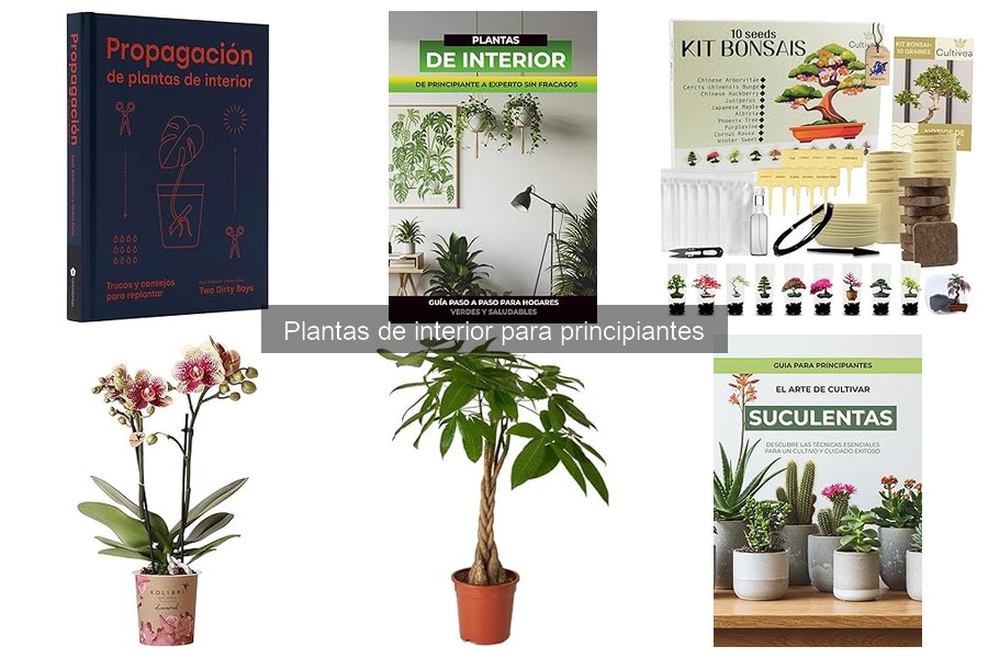 Alternativas de plantas de interior para poca luz