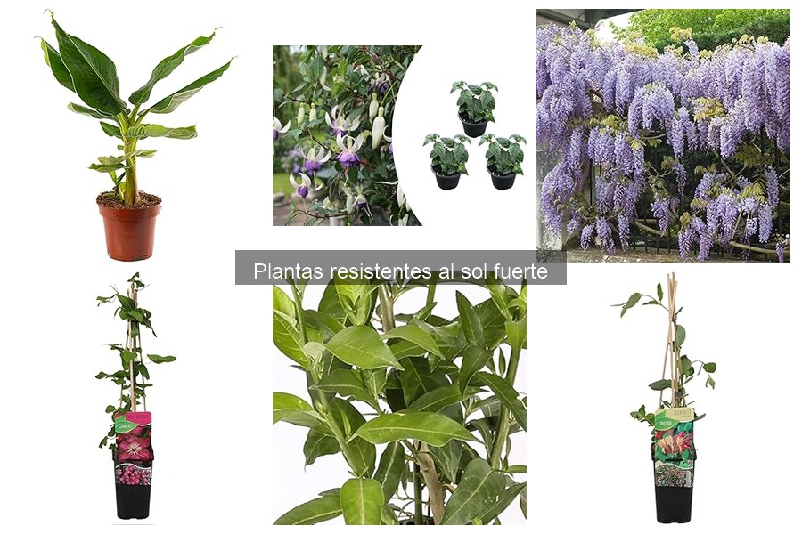 Alternativas de plantas resistentes al sol fuerte