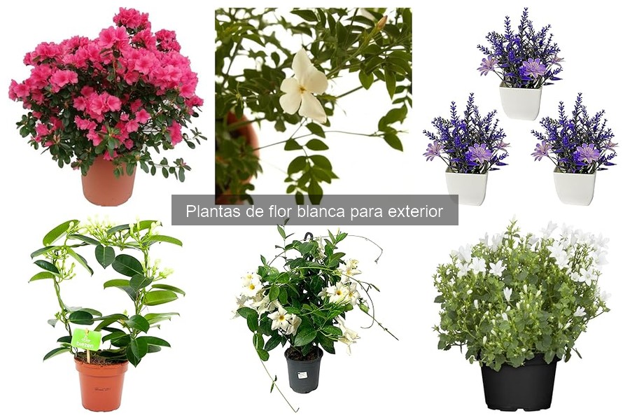 Alternativas ideales a plantas de flor blanca para jardín