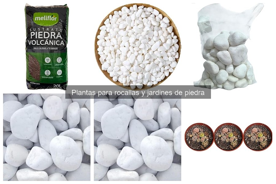 Alternativas modernas a plantas tradicionales para rocallas