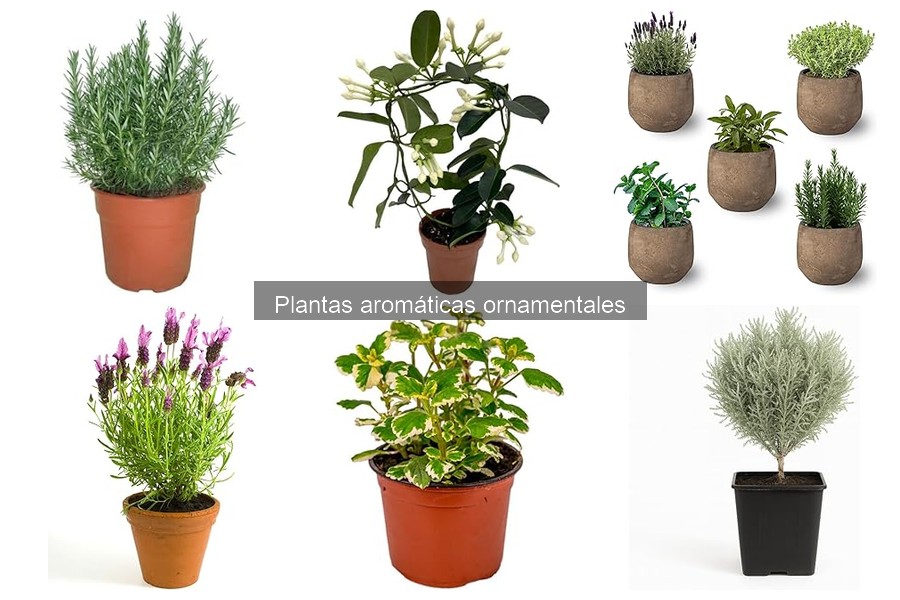 Alternativas seguras a plantas aromáticas para mascotas