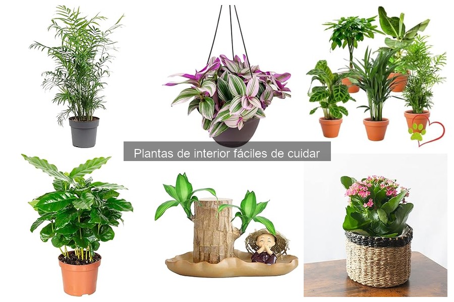 Alternativas sin alergias: plantas de interior seguras