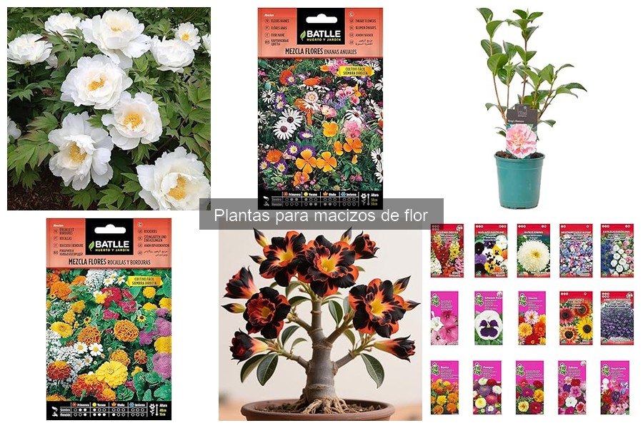 Alternativas únicas para macizos de flor en tu jardín