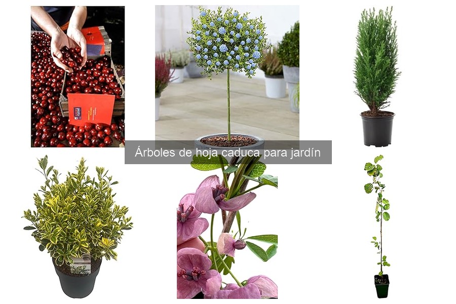 Árboles de hoja caduca resistentes a plagas para tu jardín