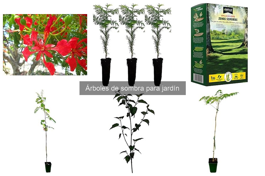 Árboles de sombra con flores: especies y cuidados esenciales