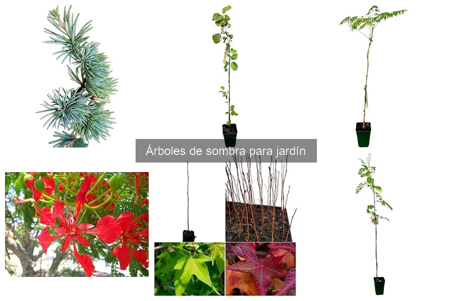 Árboles de sombra de bajo mantenimiento para tu jardín