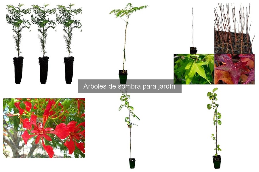 Árboles de sombra ideales para balcones y patios pequeños