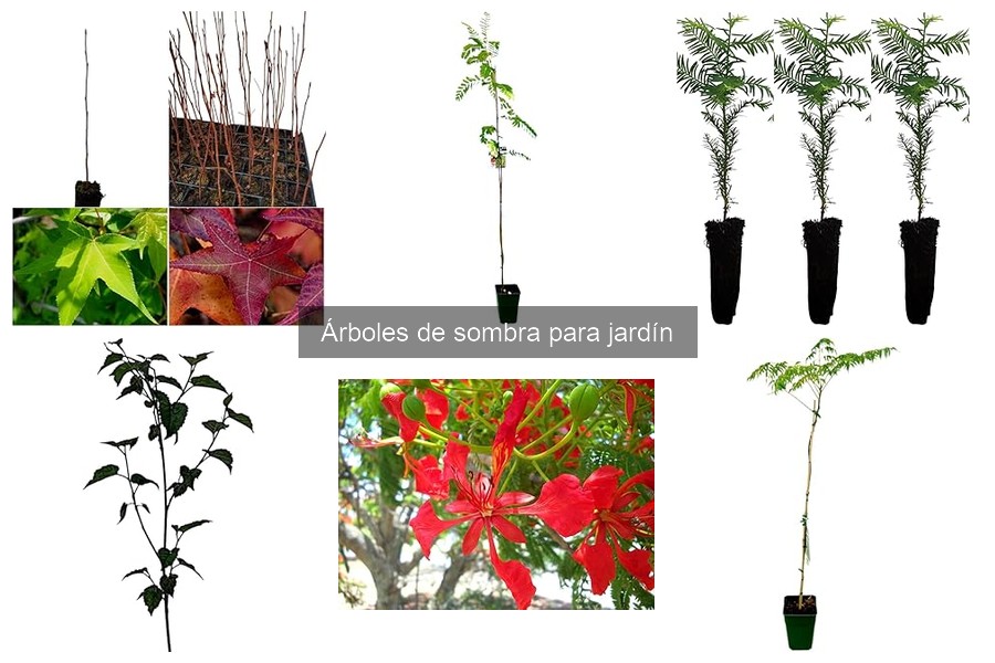 Árboles de Sombra Resistentes a Plagas y Enfermedades