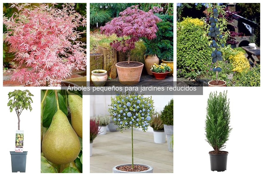 Árboles pequeños ideales para suelos húmedos en jardines