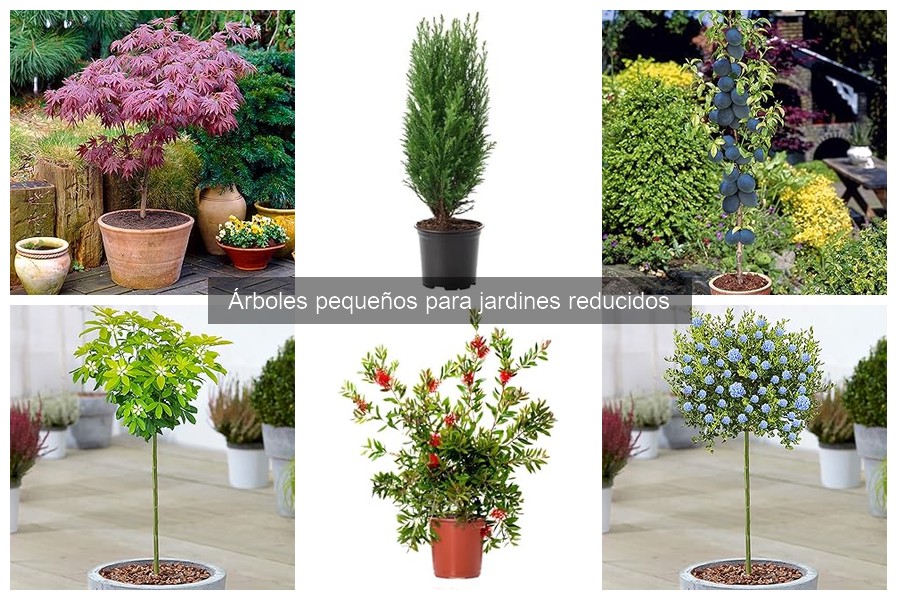 Árboles pequeños que atraen polinizadores para tu jardín