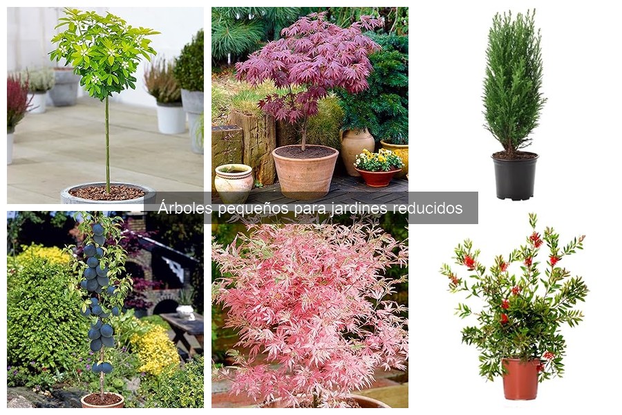 Árboles pequeños resistentes para climas cálidos