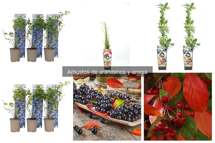 Arbustos de arándano y aronia: características y beneficios